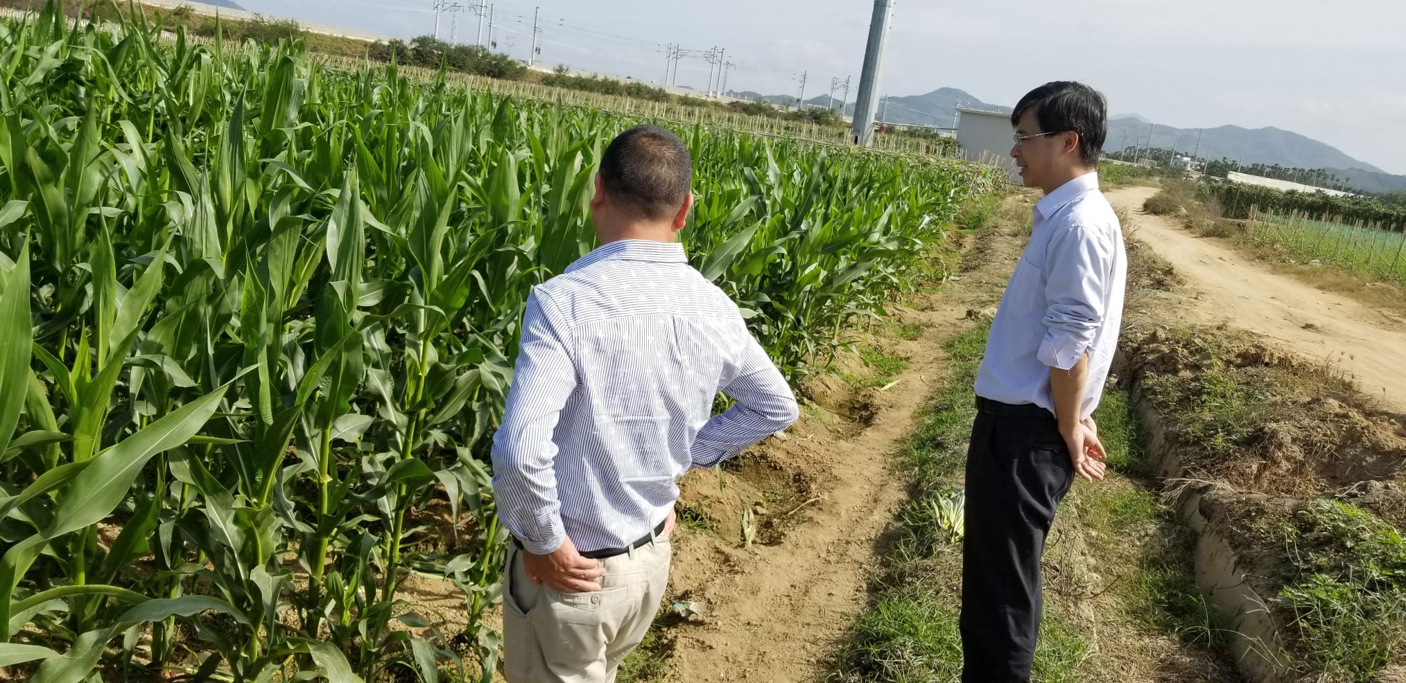 祝科长考察我公司海南玉米育种试验基地